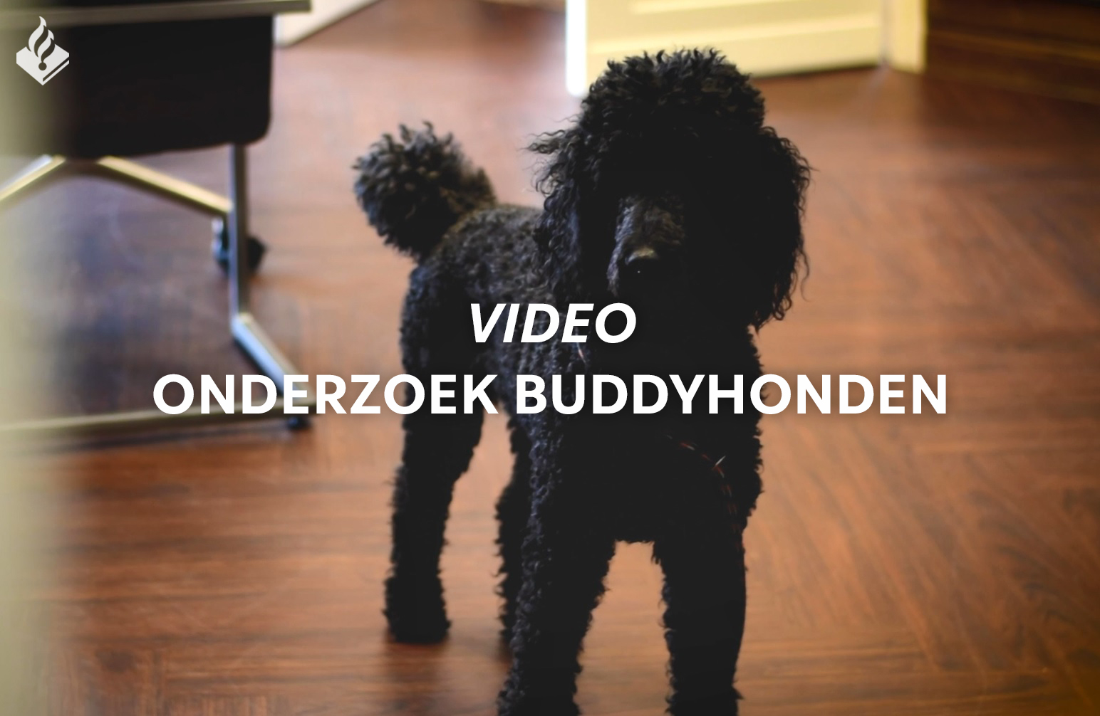 Video omslag onderzoek buddyhonden.jpg