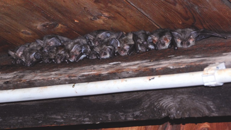 De vleermuizen die wonen in de kapel van het gebouw. 